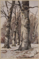 AA 040
<br/>
Beuken in de winter
<br/>
<em>Cate, Hendrik Gerrit ten (1803-1856)</em>
